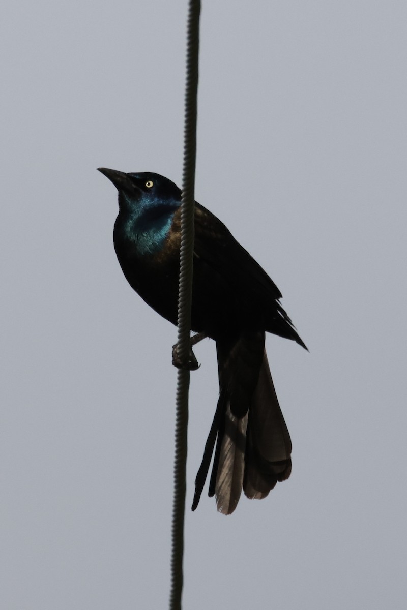 Common Grackle - ML619320372
