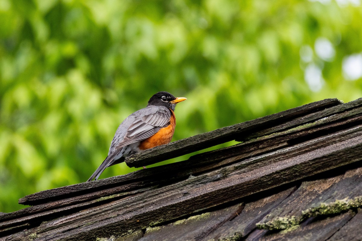 American Robin - Yifei Ma