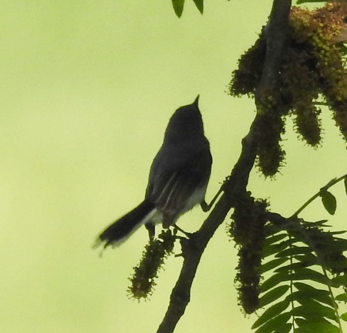 Blue-gray Gnatcatcher - Ed Escalante