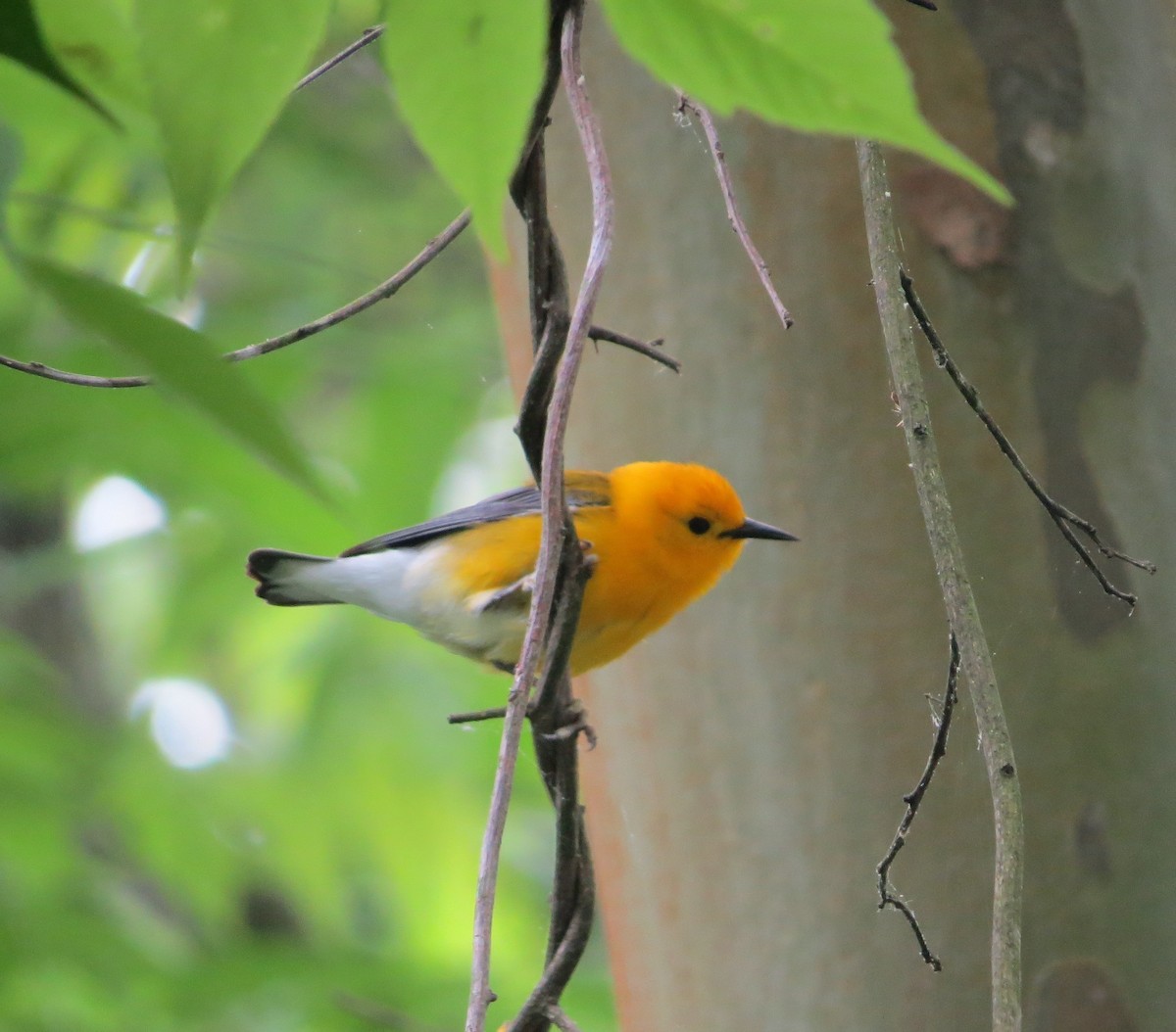 Prothonotary Warbler - David Littlepage