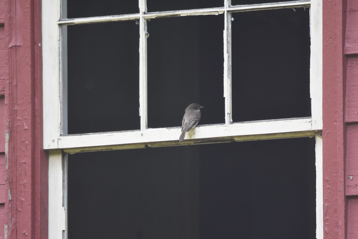 Eastern Phoebe - Michael Schall