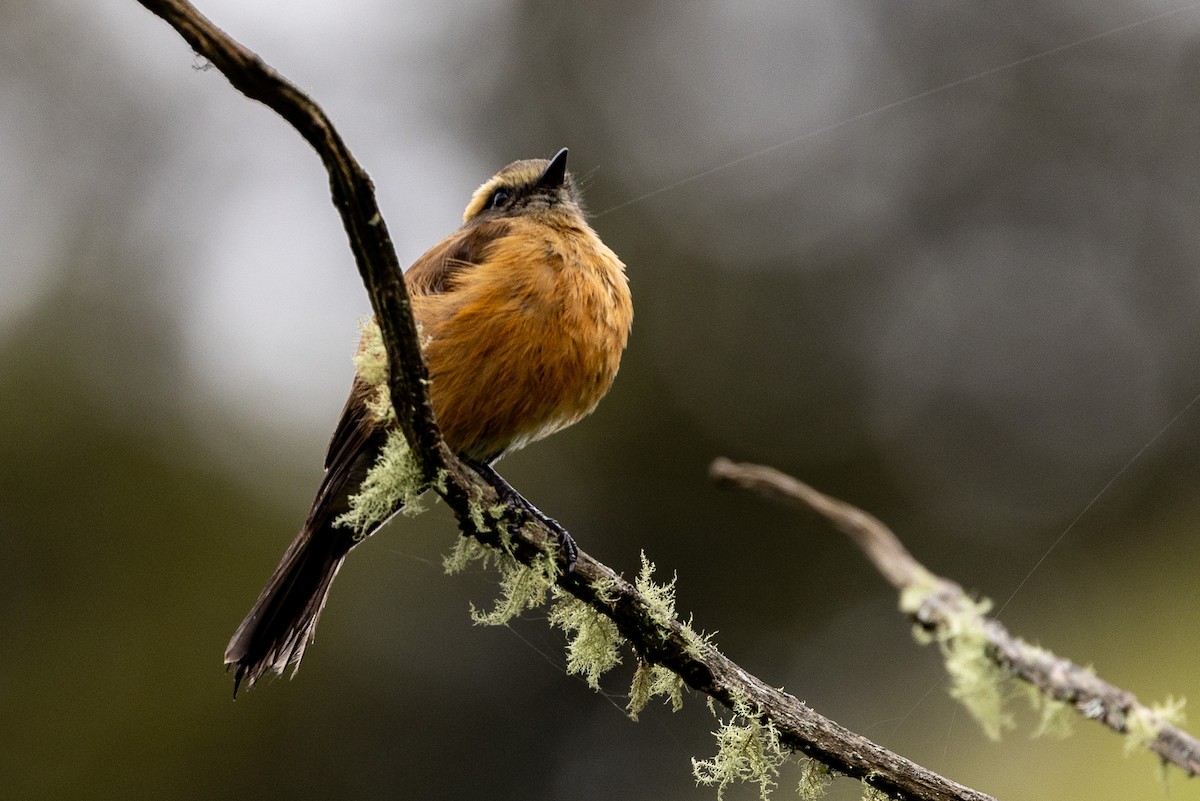 Brown-backed Chat-Tyrant - Michael Cook