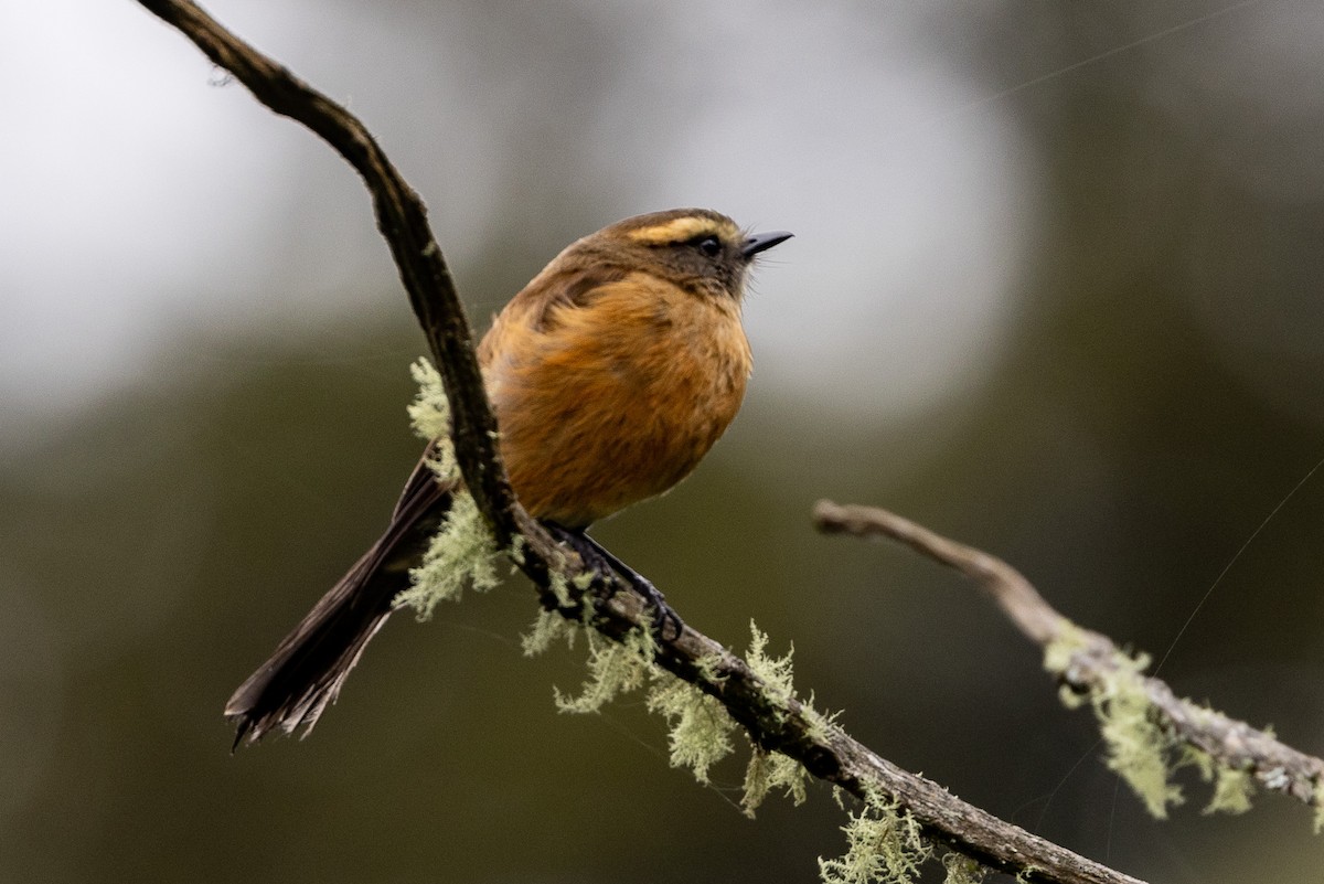 Brown-backed Chat-Tyrant - Michael Cook