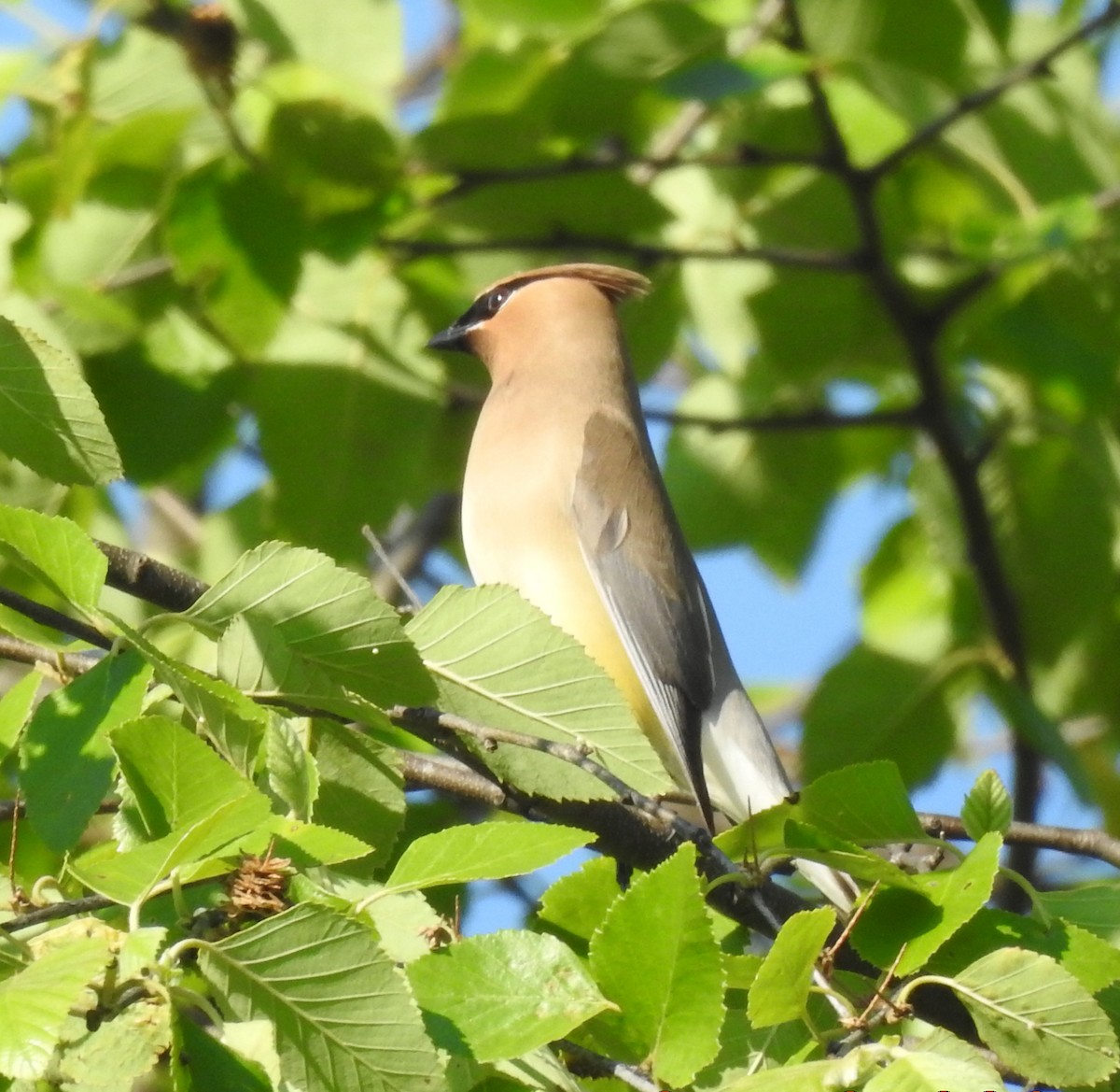 Cedar Waxwing - Ed Escalante