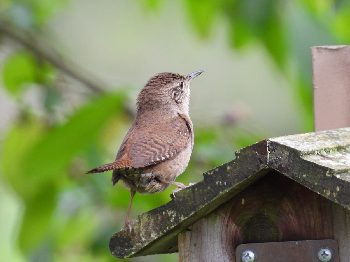 House Wren - Jeff Fengler