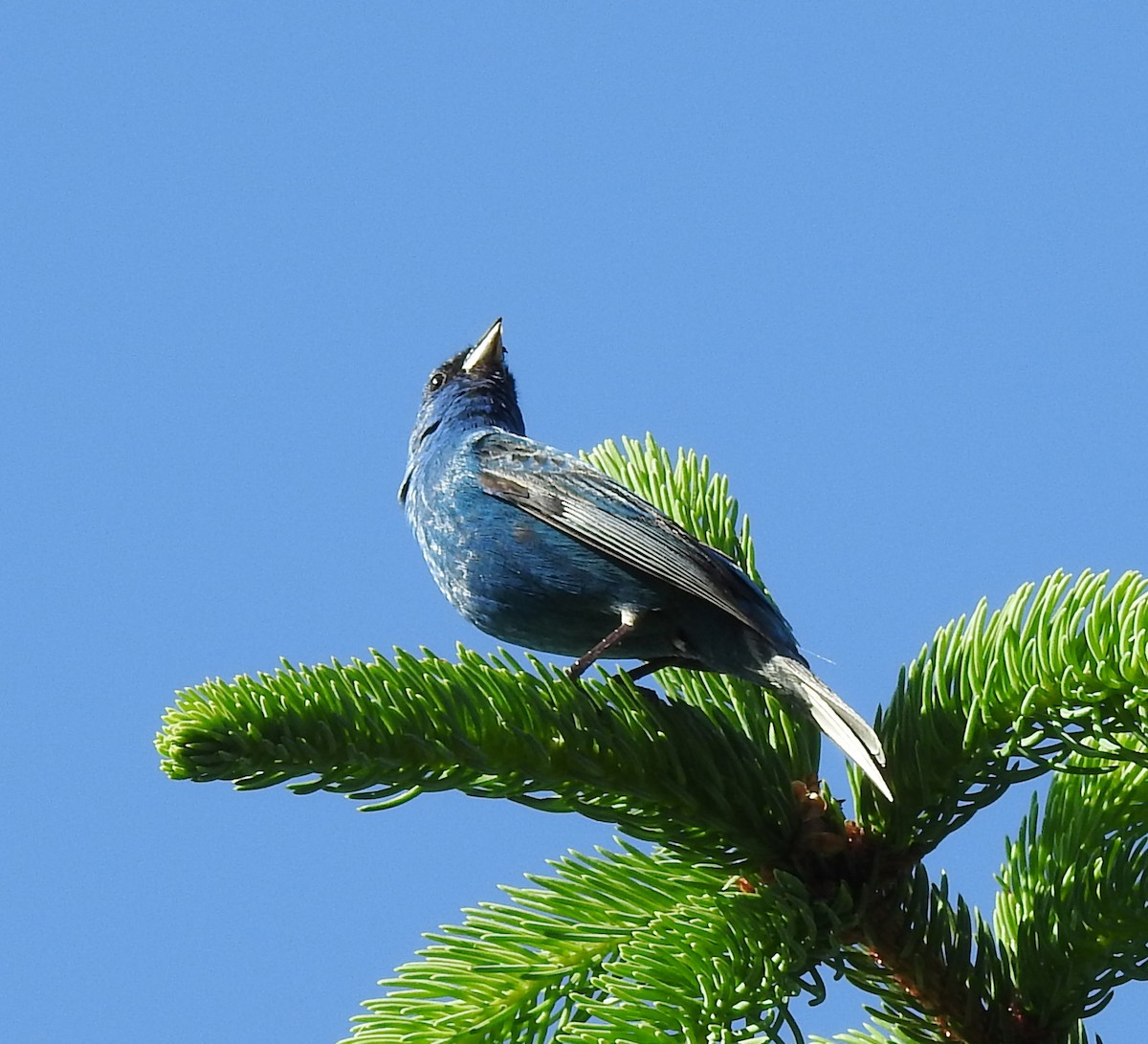 Indigo Bunting - Ed Escalante