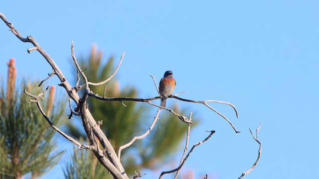 Blaukehl-Hüttensänger - ML619320449