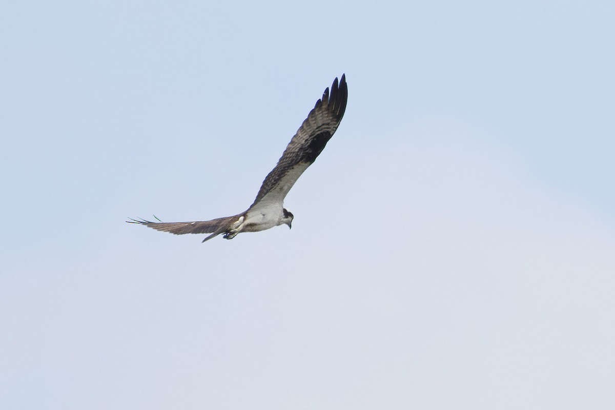 Osprey - Jeanne Verhulst