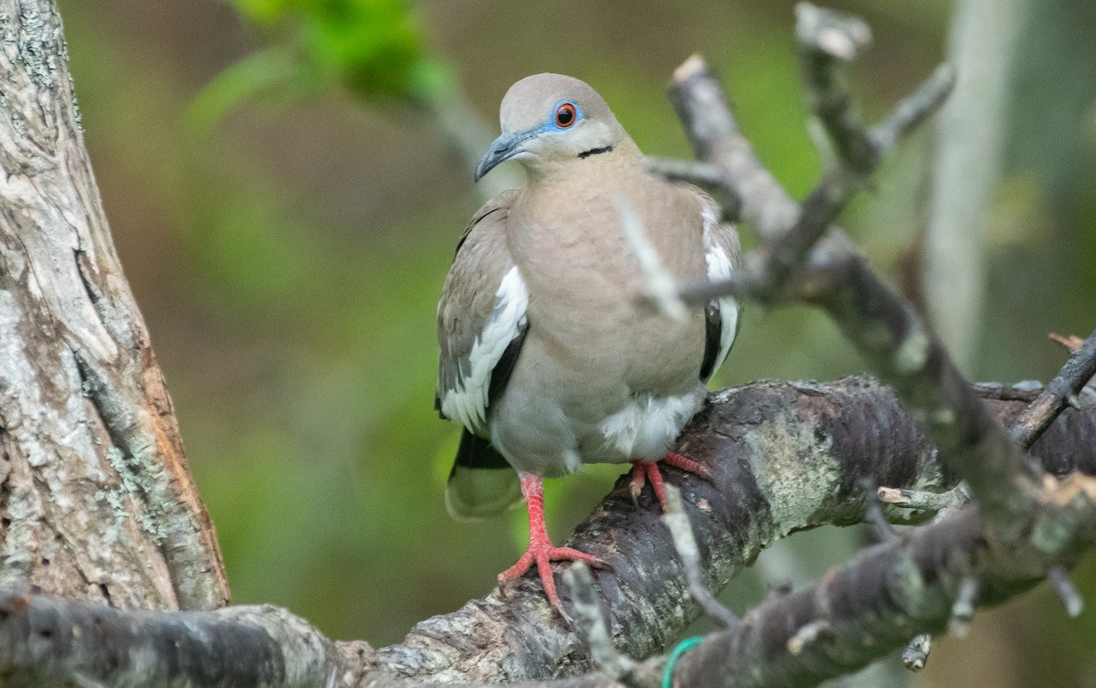 White-winged Dove - ML619320461