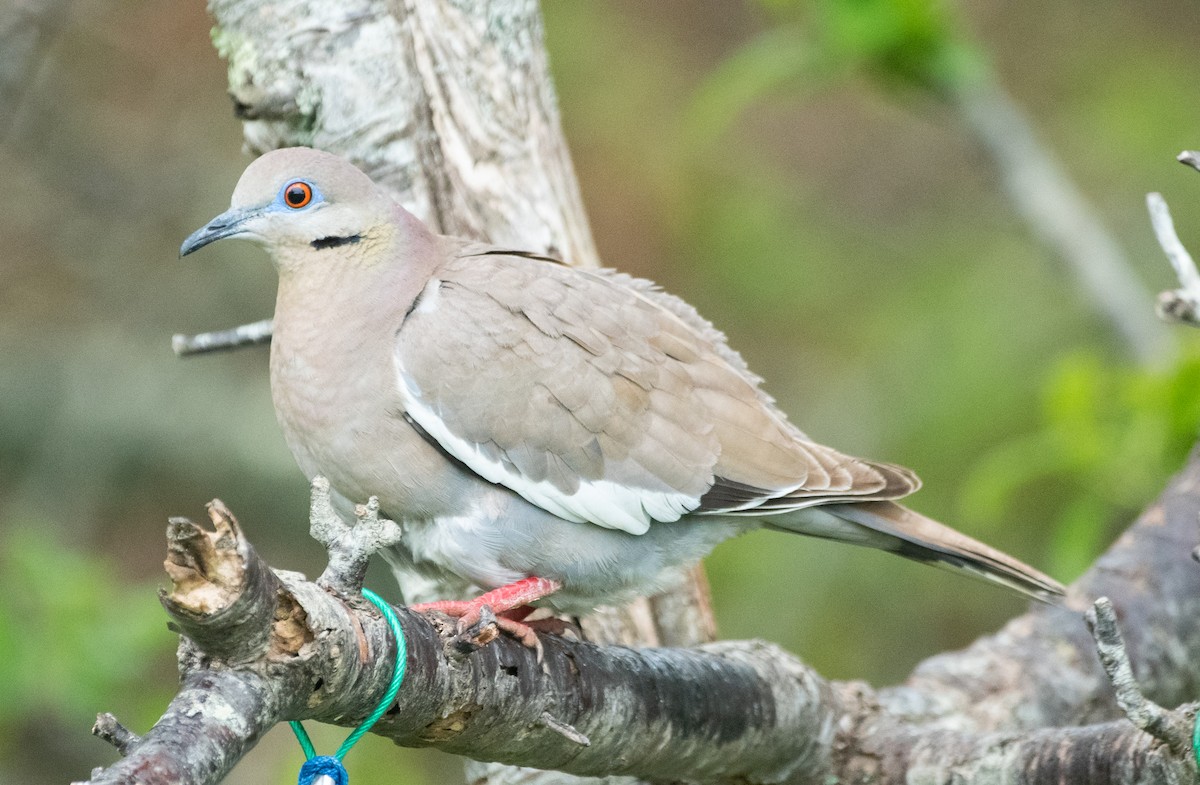 White-winged Dove - Christopher Gilbert