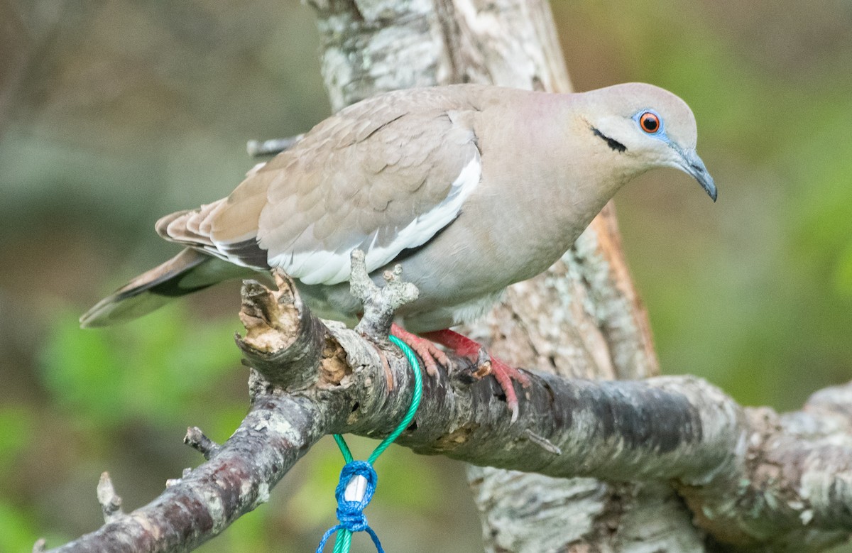 White-winged Dove - ML619320463