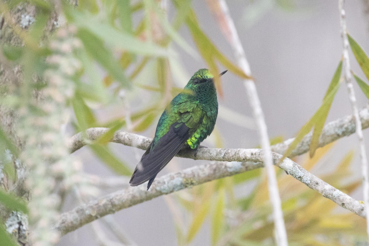 Andean Emerald - dan davis