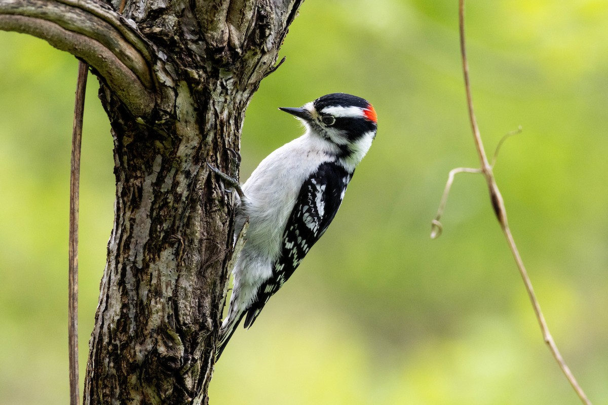 Downy Woodpecker - Yifei Ma