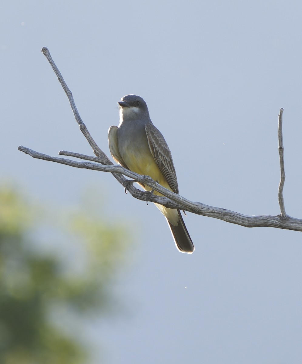 Cassin's Kingbird - John Rhoades