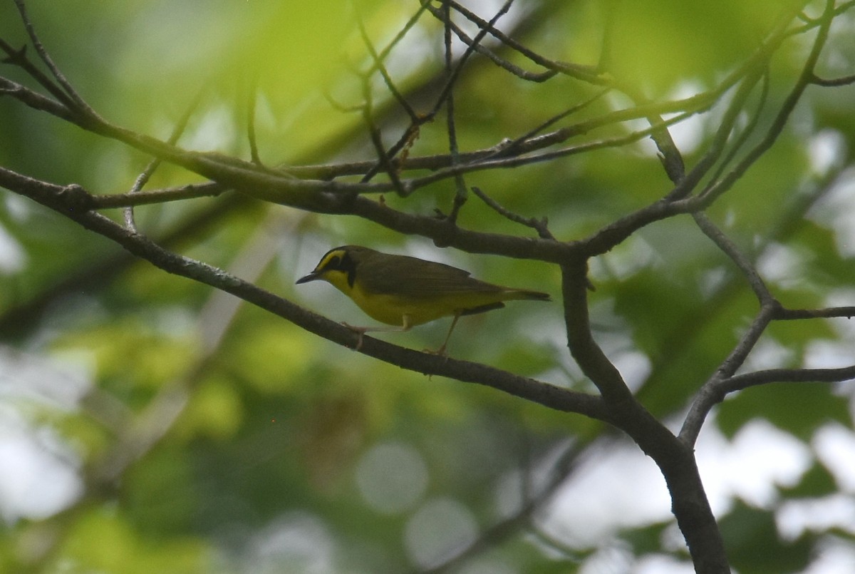 Kentucky Warbler - Michael Schall