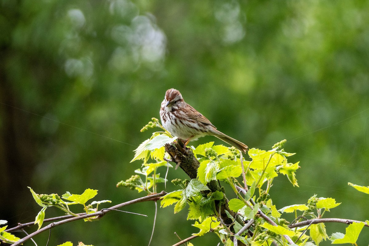 Song Sparrow - Yifei Ma