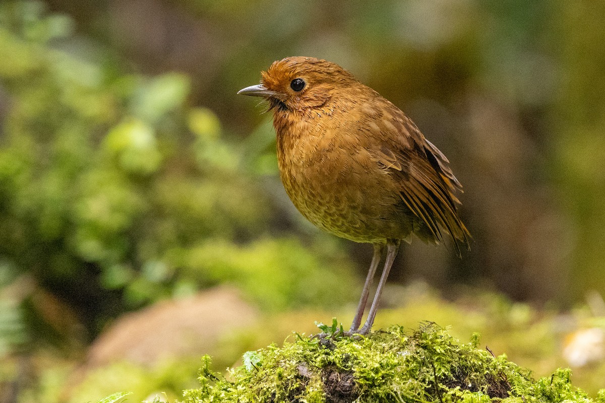 Equatorial Antpitta - Michael Cook