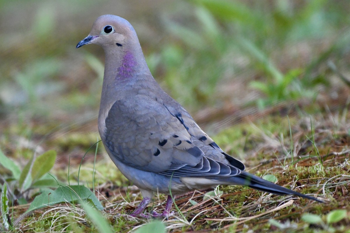 Mourning Dove - ML619320497