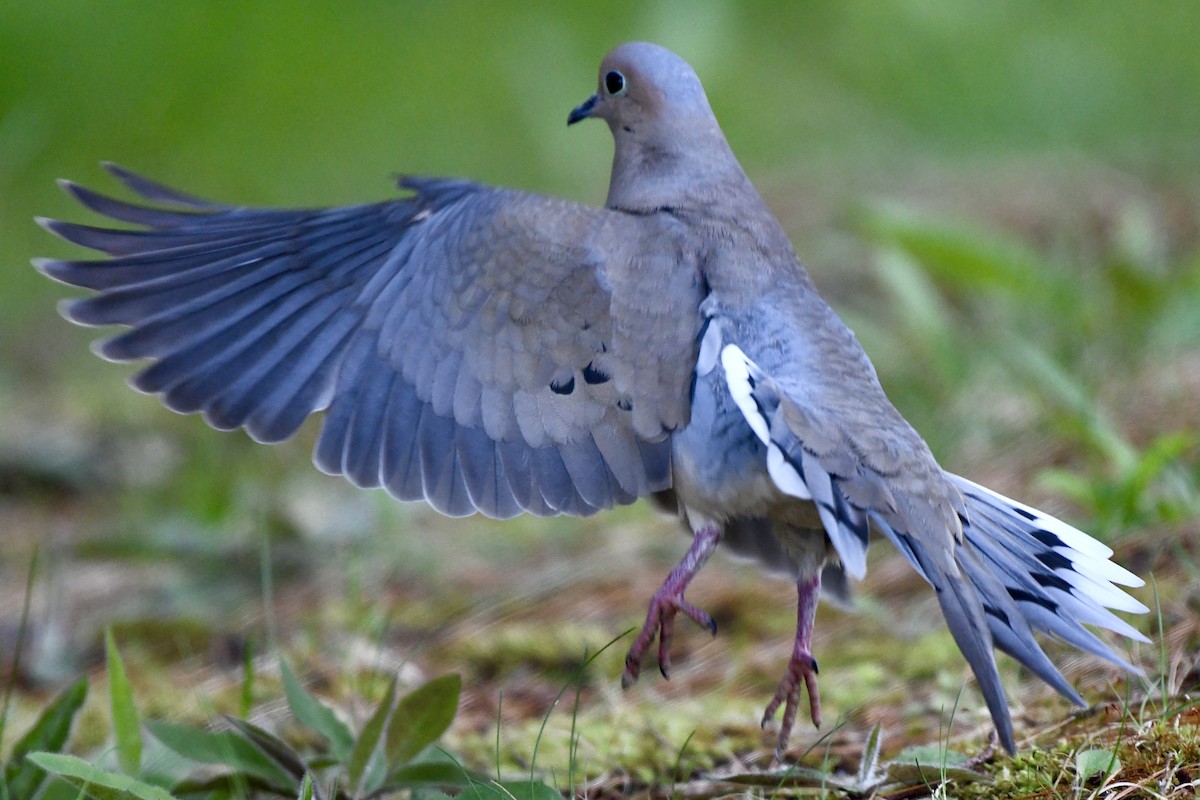 Mourning Dove - ML619320498