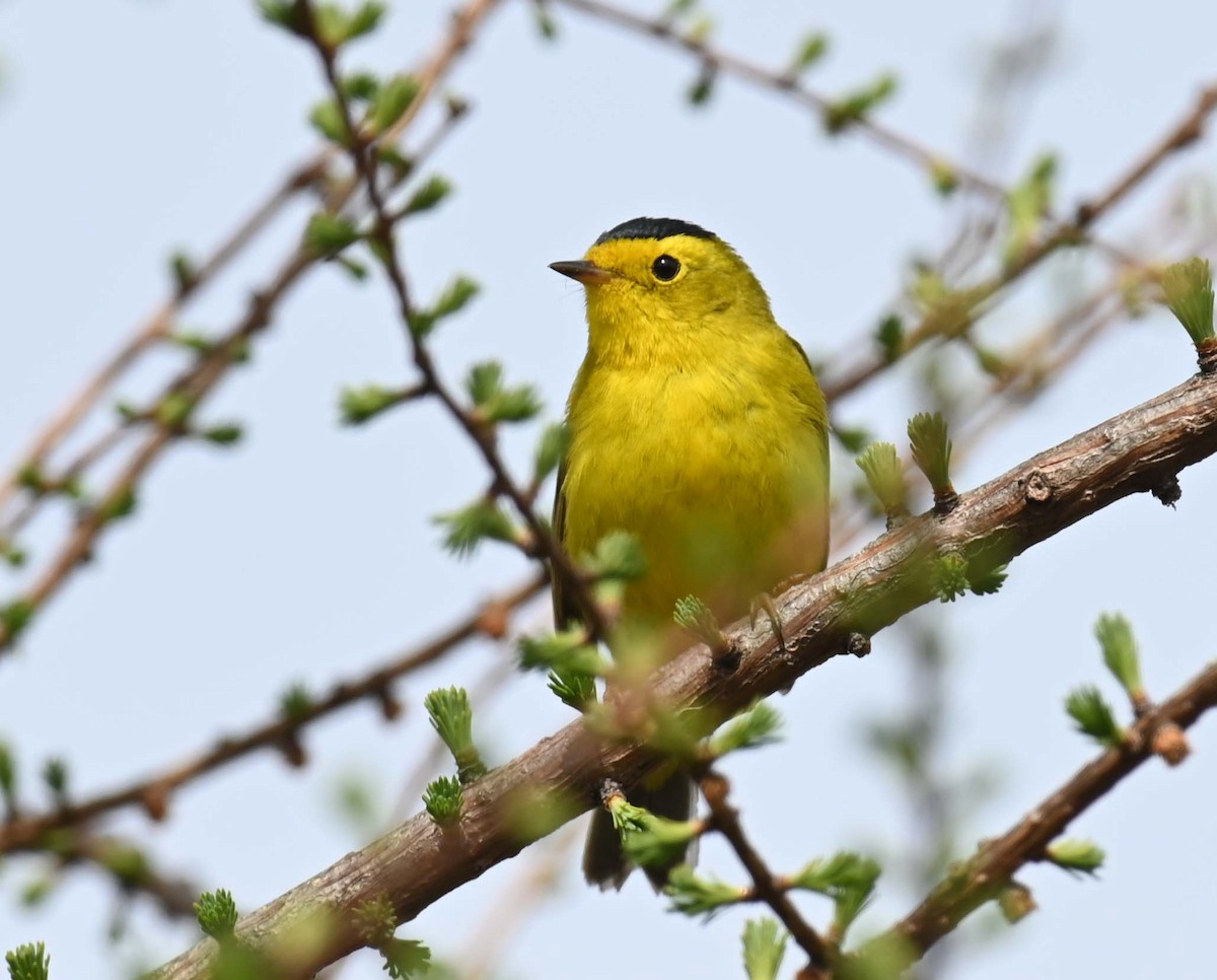 Wilson's Warbler - Kathy Marche