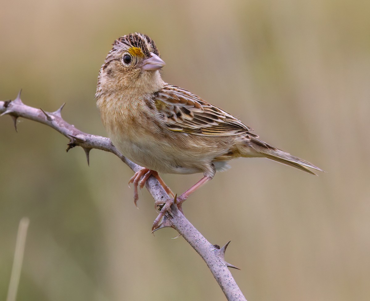 Grasshopper Sparrow - Debbie Lombardo