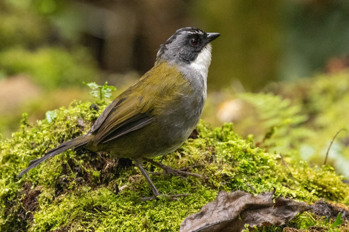 Gray-browed Brushfinch - Michael Cook