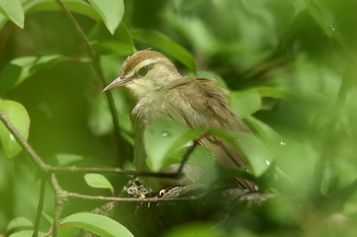 Swainson's Warbler - Michael Schall