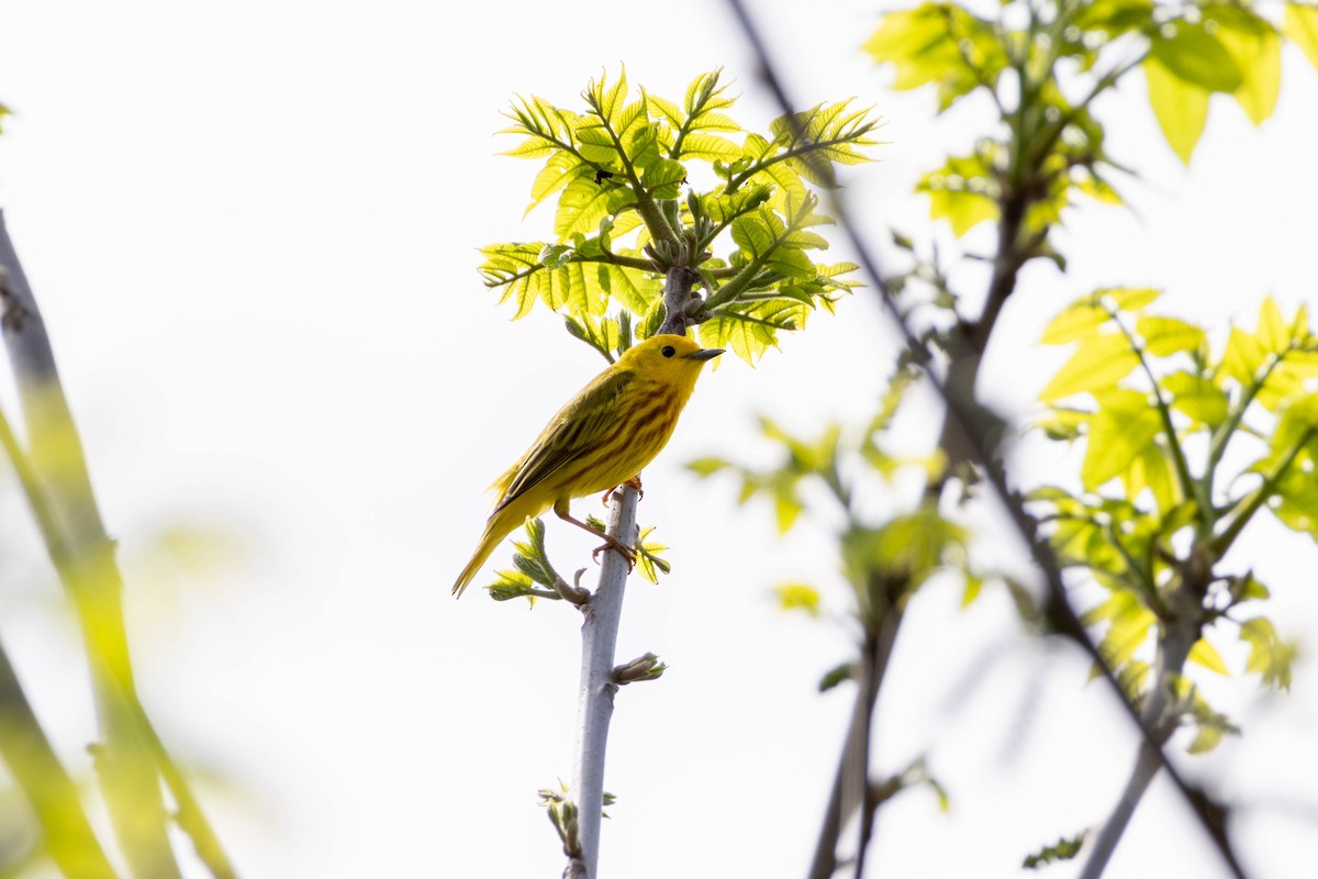 Yellow Warbler - Yifei Ma