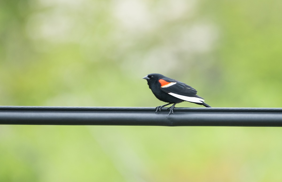 Red-winged Blackbird - Christopher Gilbert