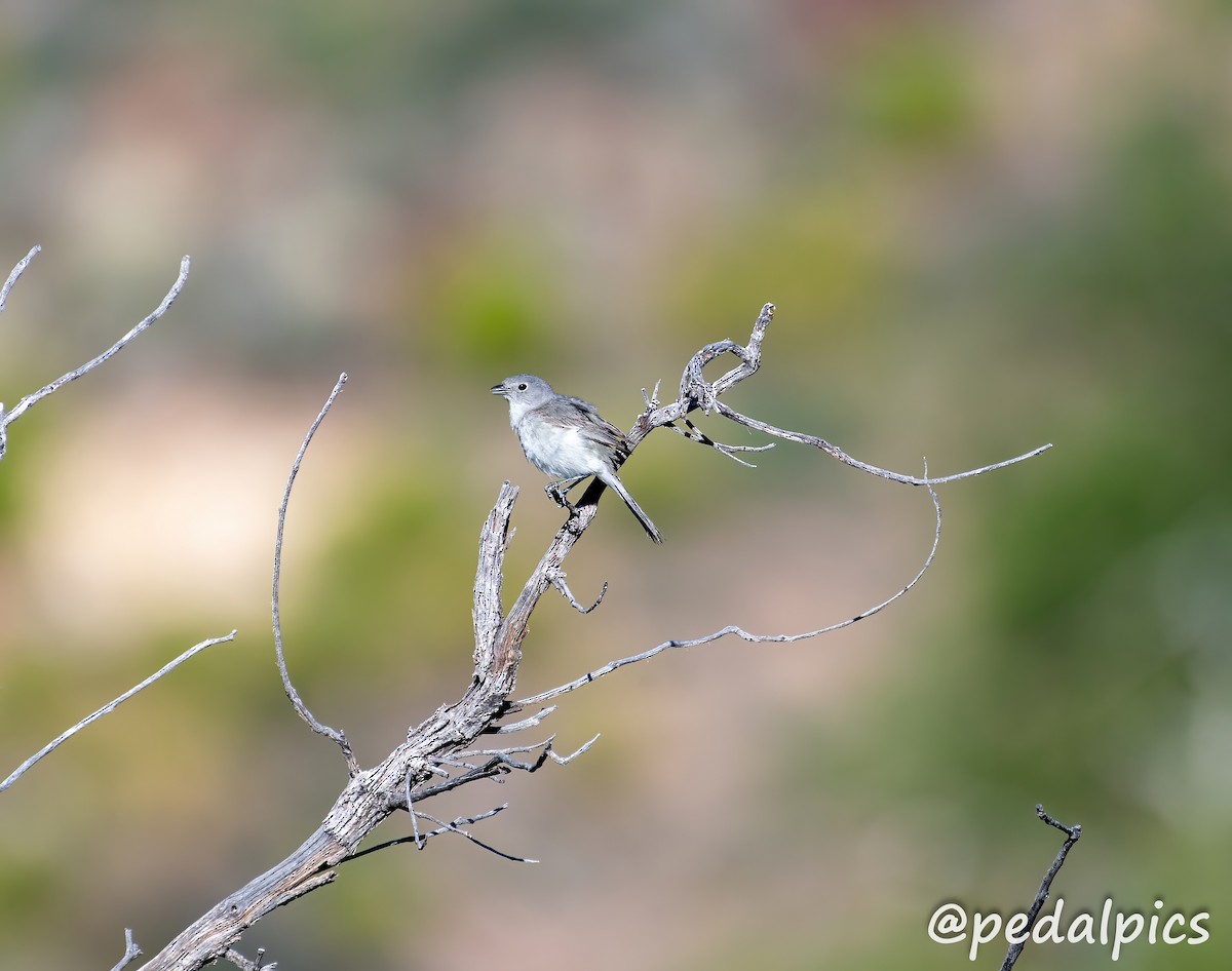 Gray Vireo - Vernie Aikins