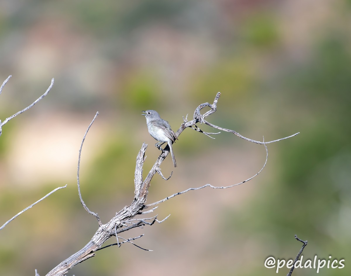 Gray Vireo - Vernie Aikins