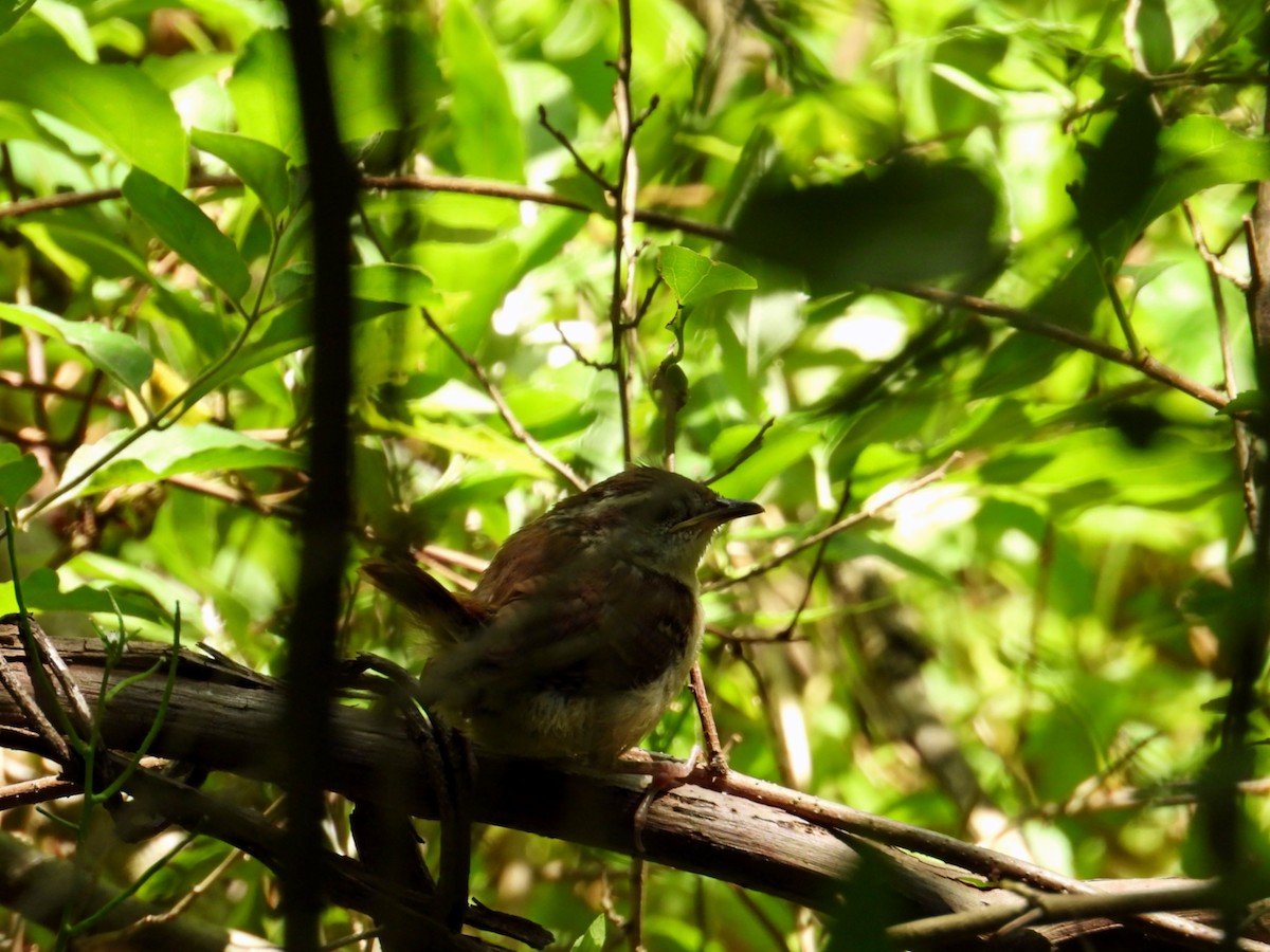 Carolina Wren - Jason Kline