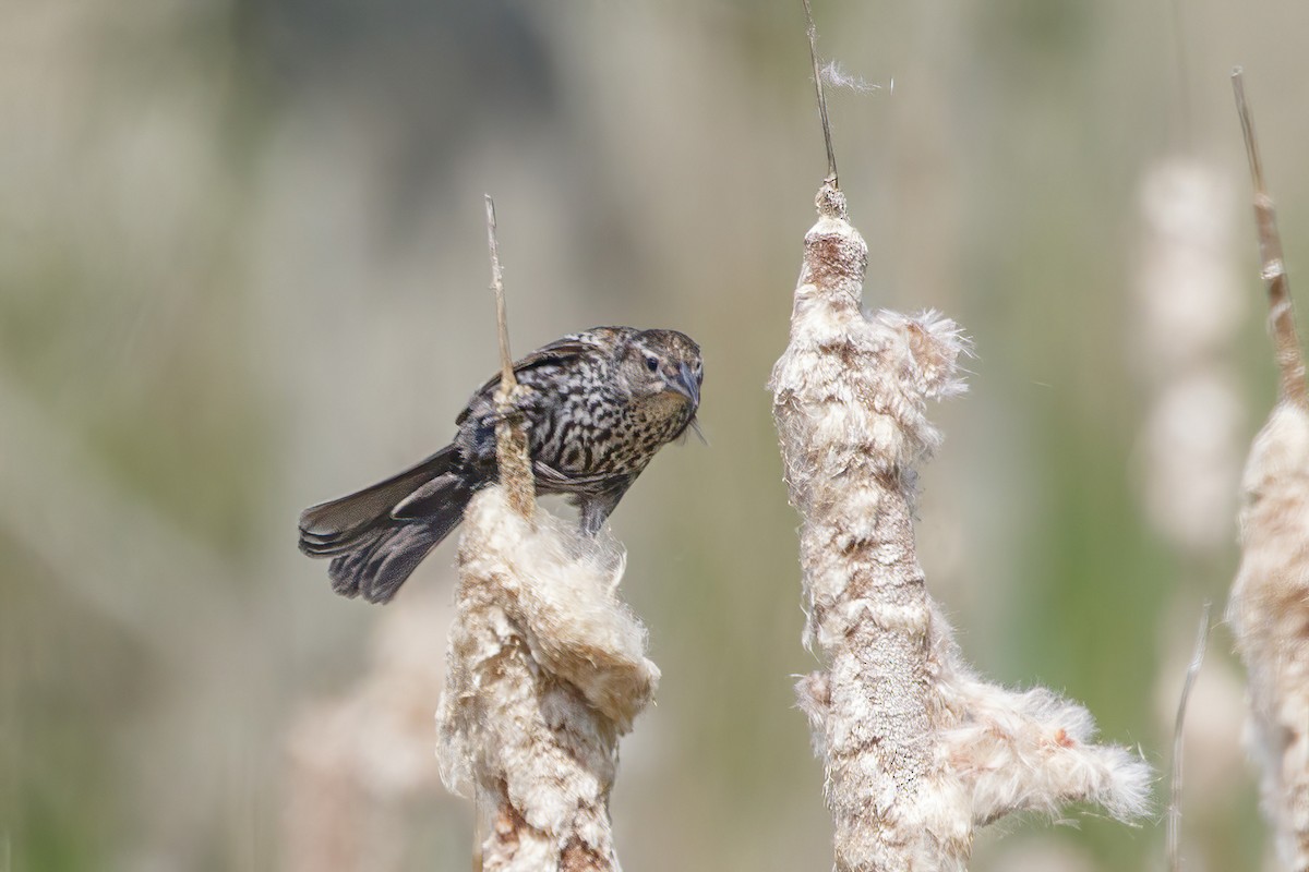 Red-winged Blackbird - Jeanne Verhulst