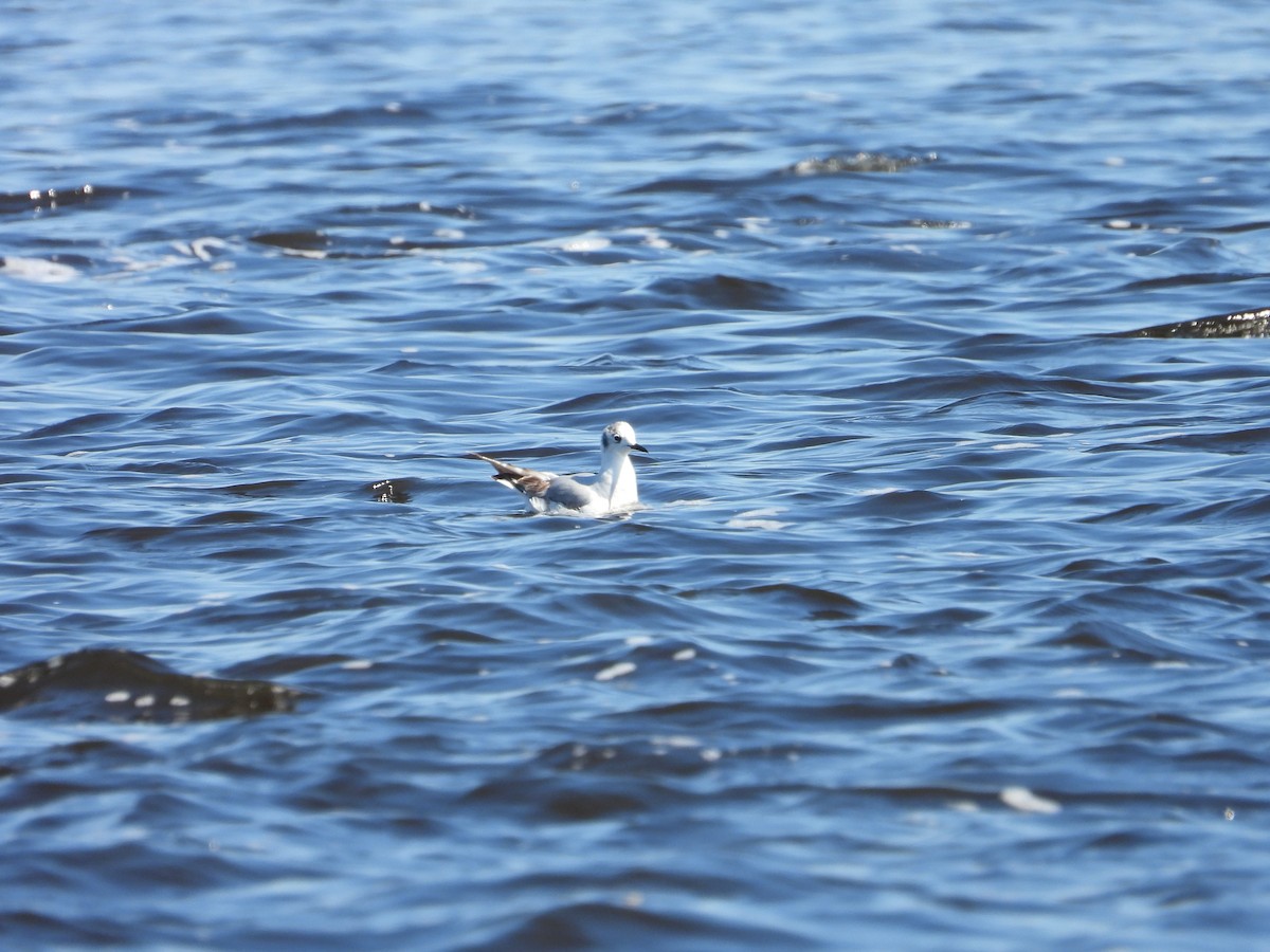 Bonaparte's Gull - ML619320575