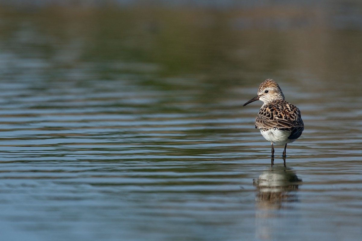 White-rumped Sandpiper - ML619320582