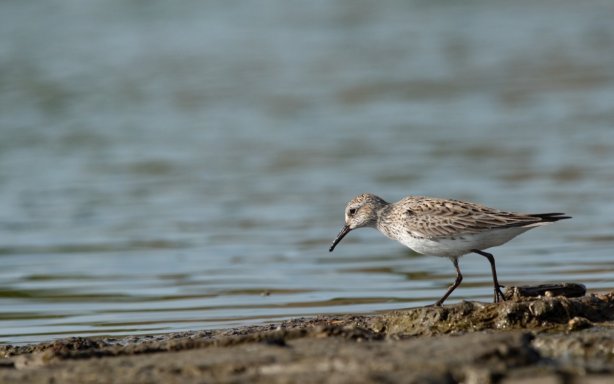 Weißbürzel-Strandläufer - ML619320583