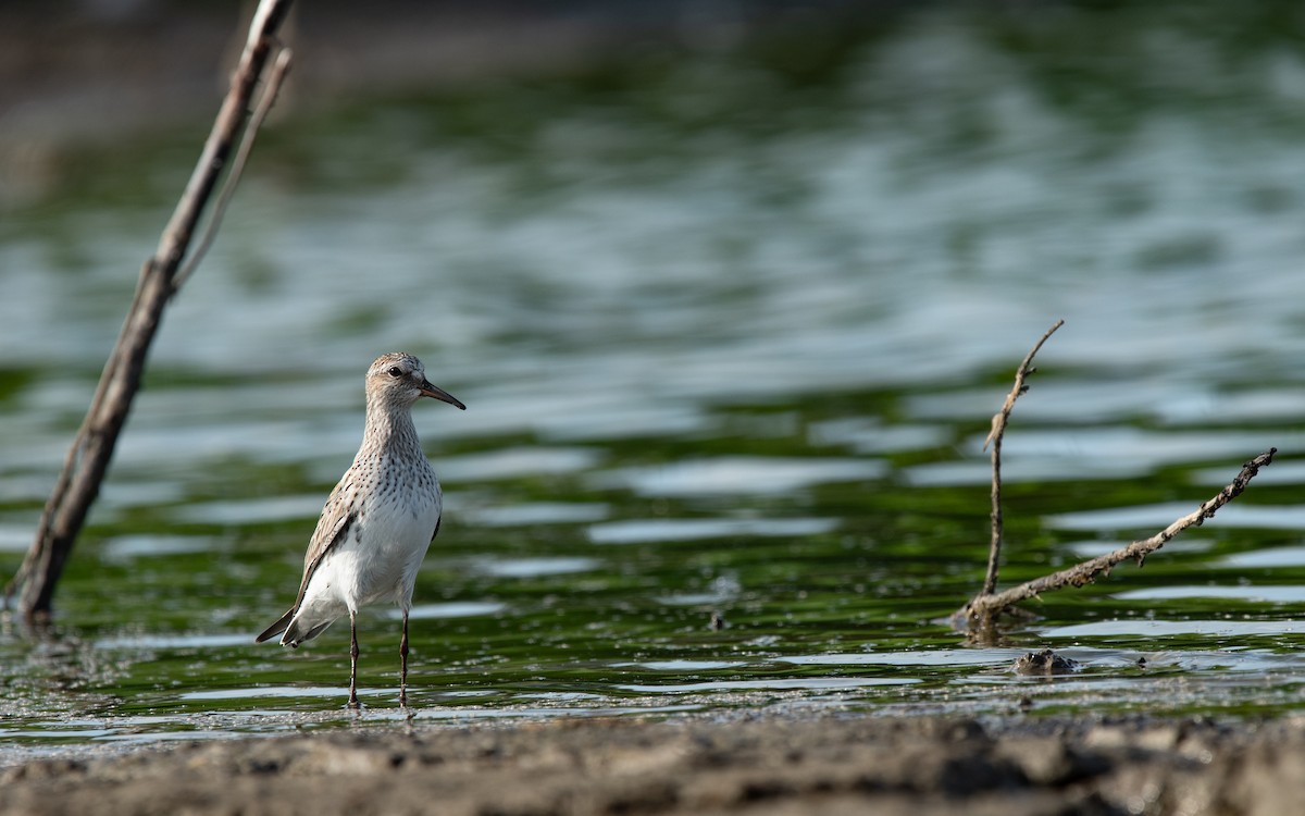 White-rumped Sandpiper - ML619320587