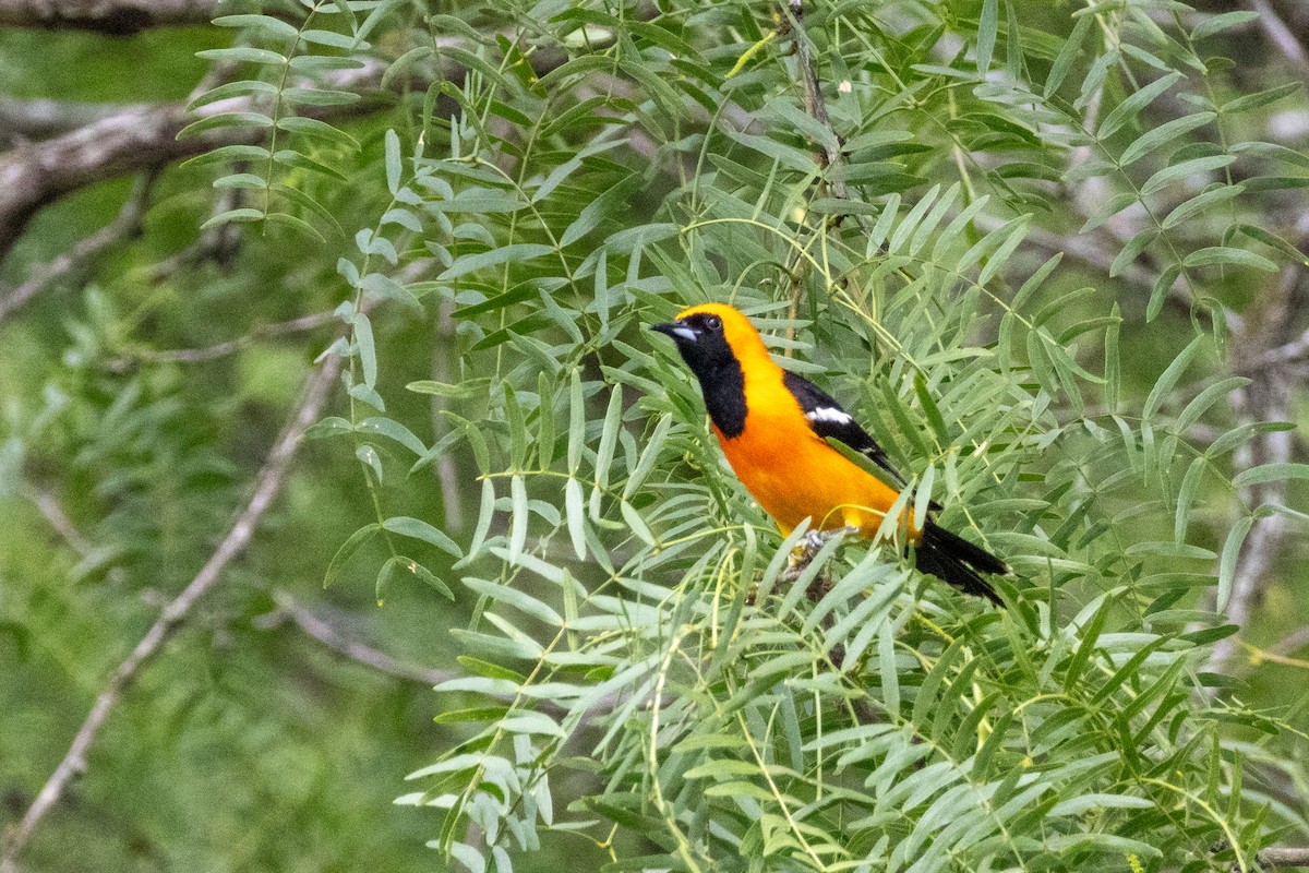 Hooded Oriole - Parker Marsh