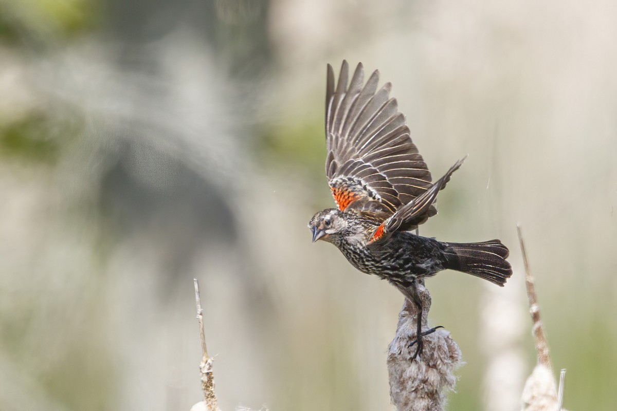 Red-winged Blackbird - Jeanne Verhulst