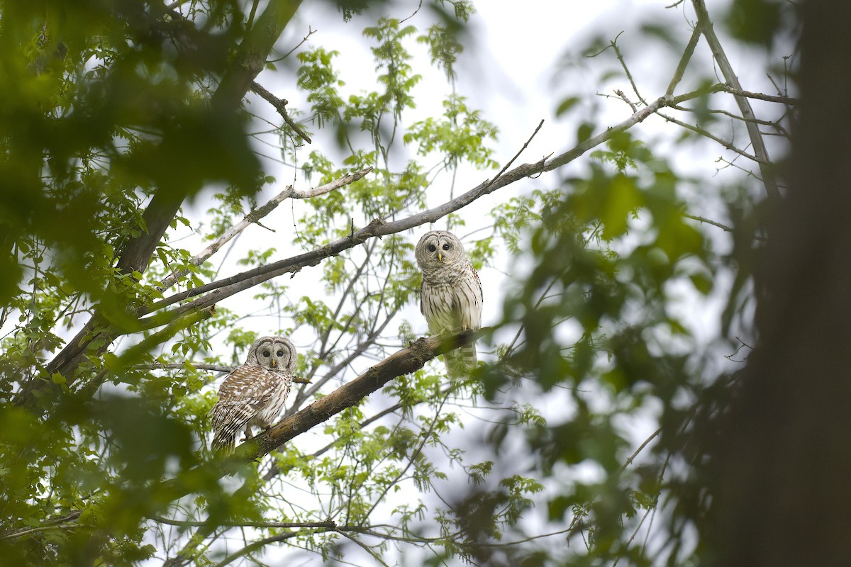 Barred Owl - Robert Bentley