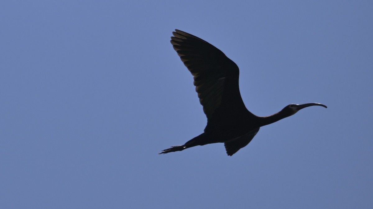 White-faced Ibis - Katherine Pyatt