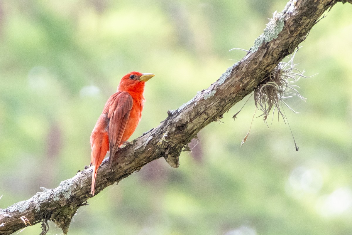 Summer Tanager - Parker Marsh