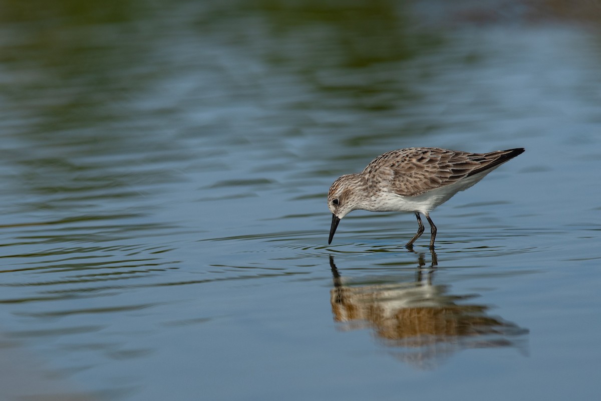 Semipalmated Sandpiper - ML619320628