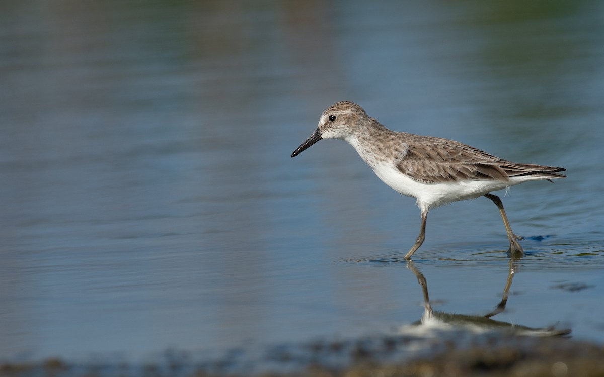 Semipalmated Sandpiper - ML619320629