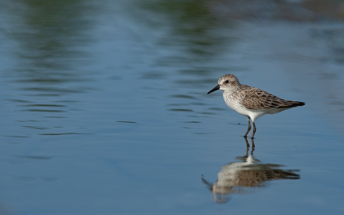 Semipalmated Sandpiper - ML619320630