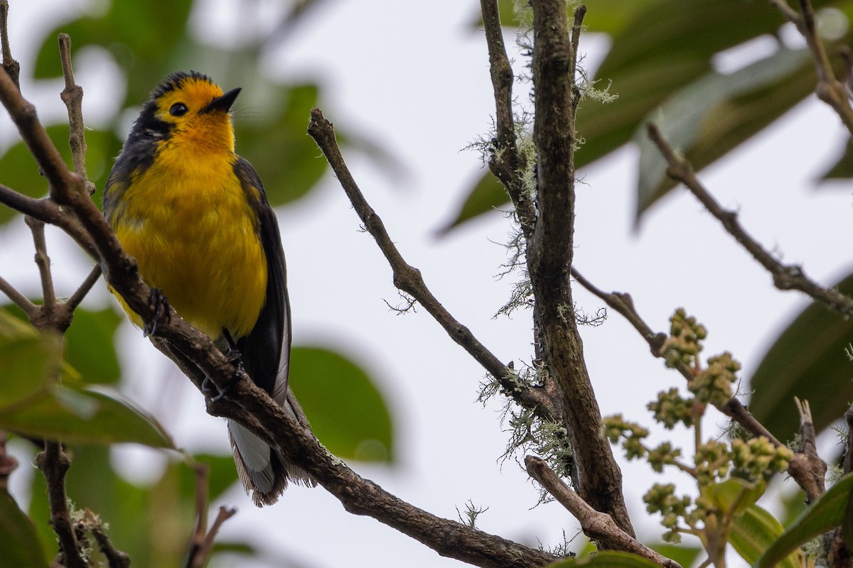 Golden-fronted Redstart - Michael Cook