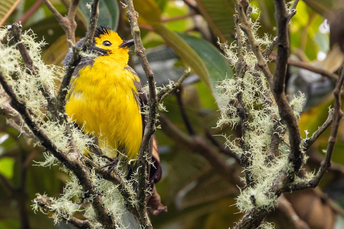 Golden-fronted Redstart - Michael Cook