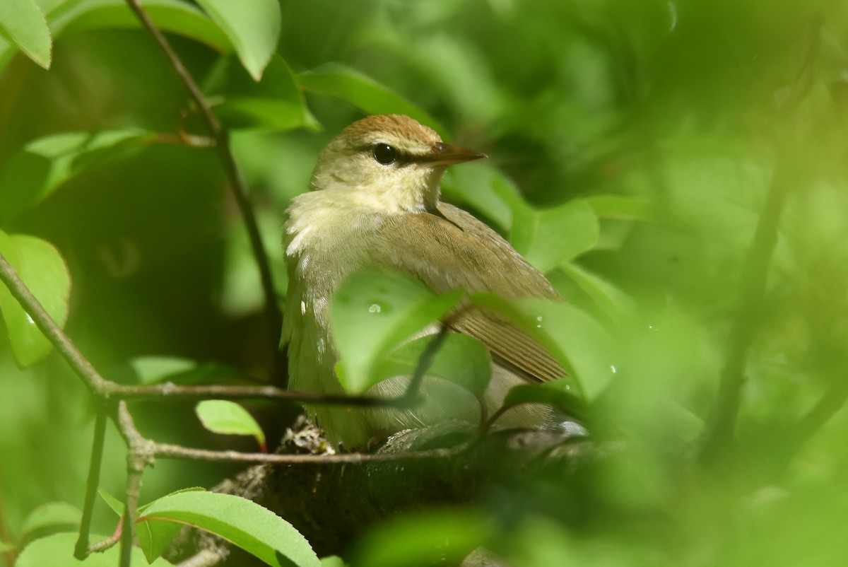 Swainson's Warbler - Michael Schall