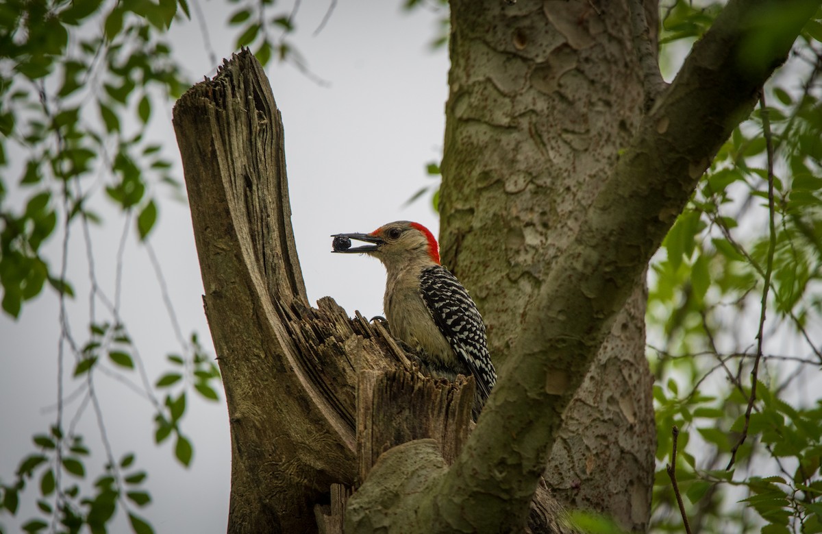 Red-bellied Woodpecker - ML619320665