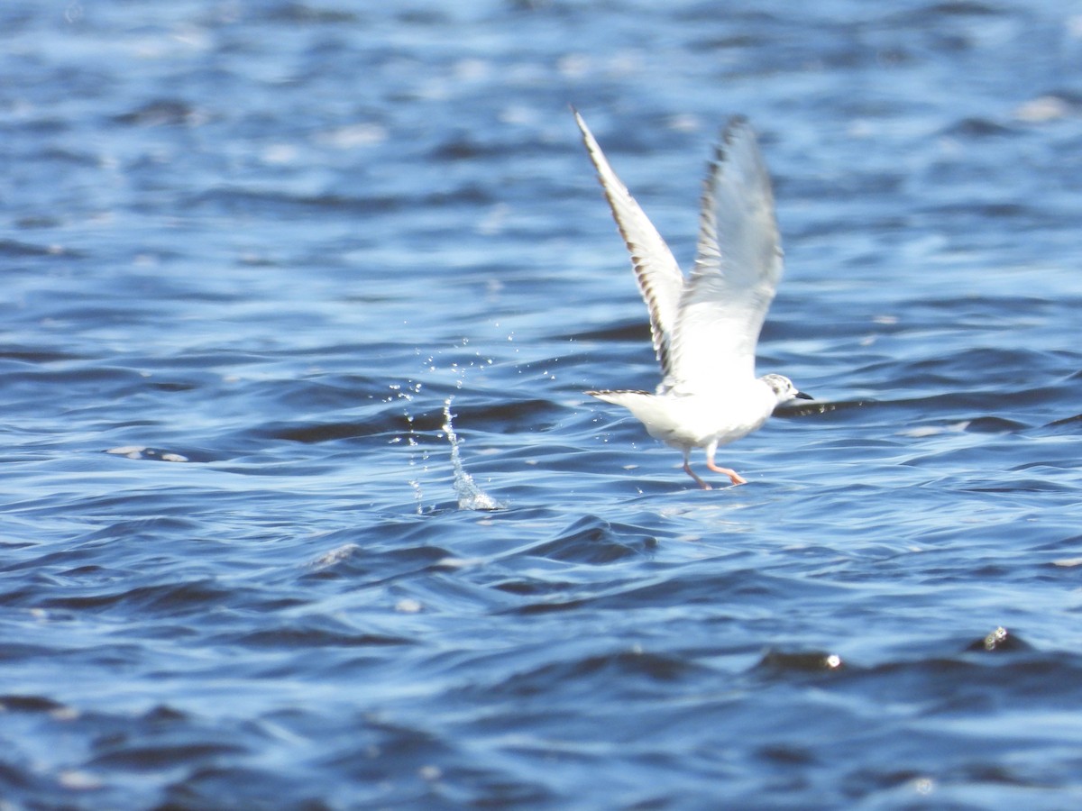 Bonaparte's Gull - Sylvana Beaulieu